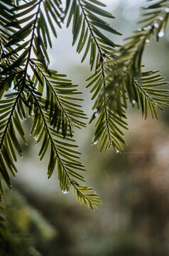 Close up of redwood tree needles in the rain, Muir Woods.