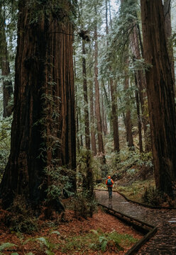Woman walks by large redwood trees in rain, Muir Woods