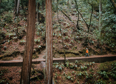 elderly woman walks hiking trail through redwood forest, California
