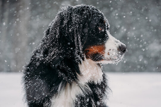 Bernese Mountain dog in the snow