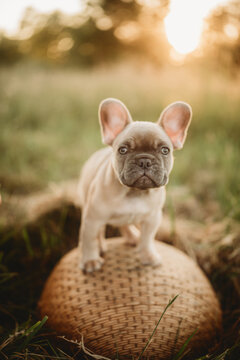 puppy sitting on a basket  bulldog