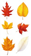 Fototapeta premium Autumn Leaves Change Color Beautifully with Seasonal Transition, Nature's Palette.