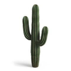 Green Cactus with Ribbed Texture and Multiple Arms in Plain Background.