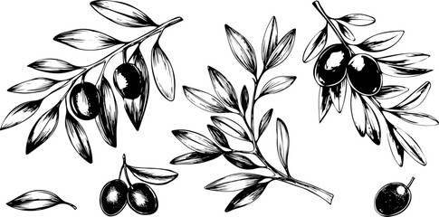 Olive tree in a vector style isolated. Olive tree in a vector style isolated. Vector olive tree for background, texture, wrapper pattern, frame or border.