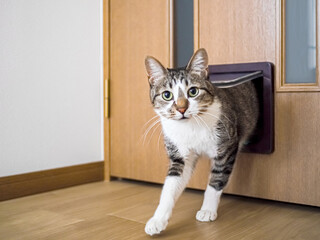 猫用のドアから部屋に入る猫