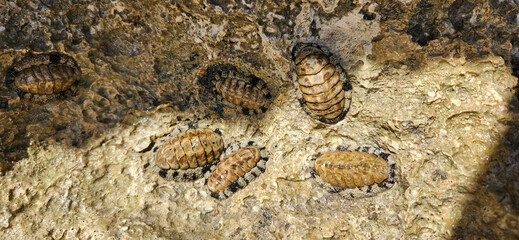 Cluster of Chitons Attached to Coastal Rock Surface in Natural Marine Habitat