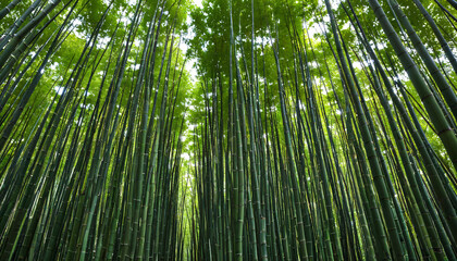 Fototapeta premium Forêt de bambous lumineuse