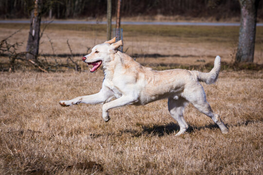 tall white dog running on a meadow in autumn