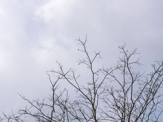冬の空と葉の落ちた枝04