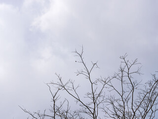 冬の空と葉の落ちた枝12