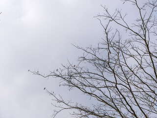 冬の空と葉の落ちた枝09