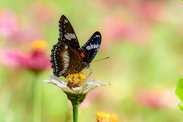 Closeup butterfly on flower (Common tiger butterfly)