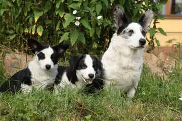 Cardigan Welsh Corgi in the garden