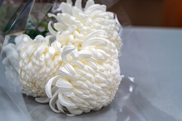 Three white orange chrysanthemums in flower bouquet wrapped in transparent gift film close-up with...