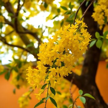 Kanikonna / Konnapoo - The Vishu Special Flower Cassia fistula, commonly known as golden shower, purging cassia, Indian laburnum.