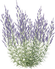 Naklejka premium Grass, Turf, Lawn, Bush, Flowers Overlay