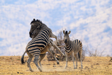 Two zebras fighting, Pilanesberg National Park, South Africa