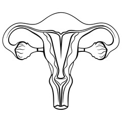 female uterus