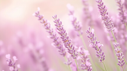 Fototapeta premium Lavender Dreams: A delicate field of lavender blooms, bathed in soft, pastel hues. The delicate purple flowers sway gently in the breeze, creating a calming and serene atmosphere.