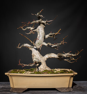 Tilia tree bonsai in winter time. Moyogi style.