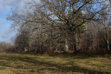 Ancient oak woodland. November 2024