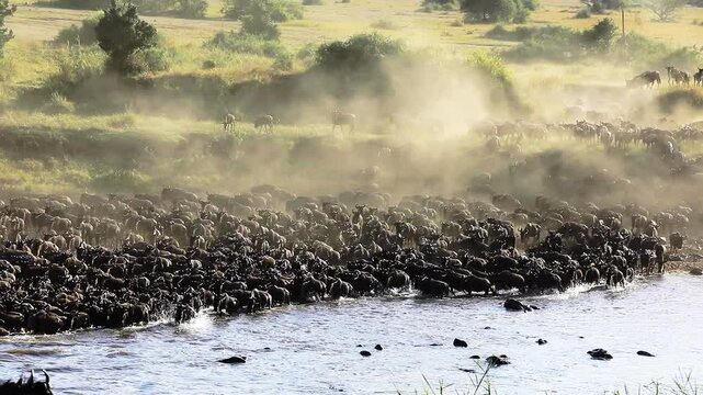 Wild beast migration in Serengeti national Park