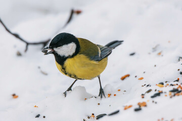 Obraz premium great tit in the snow