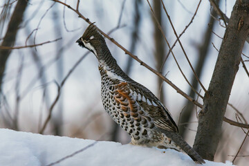 hazel grouse in the snow