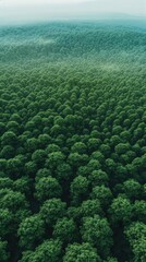 Obraz premium Capture the vast expanse of a green forest with minimalistic designs symbolizing environmental conservation using high-resolution drone photography Include clean lines