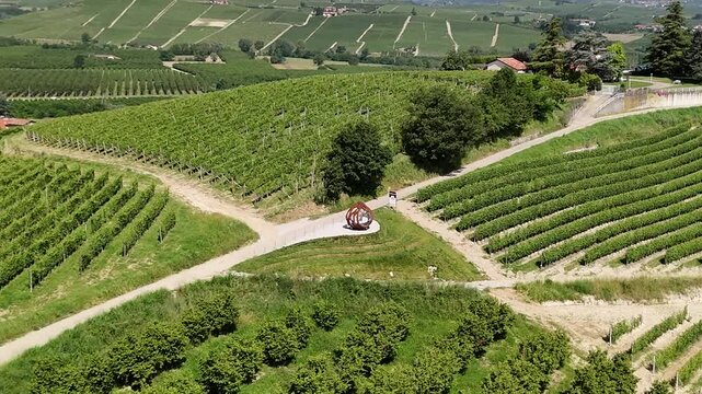 Giant walnut Grinzane Cavour, UNESCO site, Cuneo, Piedmont, Italy. 4k aerial view giant walnut and the Vineyard. Langhe-Roero and Monferrato. Circling above the giant walnut and the vineyard.