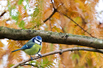 Mesange bleue on a branch
