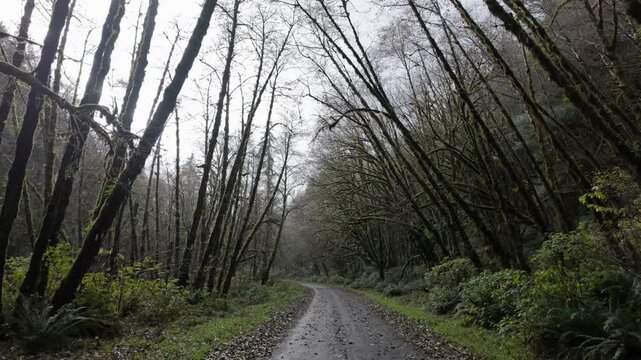 USA, OR, Coos Bay, Elliot State Forest, 2024-11-22 - Walking down a wooded dirt road with rain and moss covered trees. Sky is overcast with fall leaves on the ground