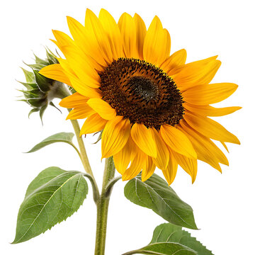 Single sunflower head on a transparent background