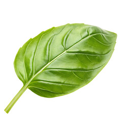 Obraz premium Whole basil leaf on a transparent background