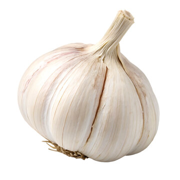 Whole garlic bulb on a transparent background