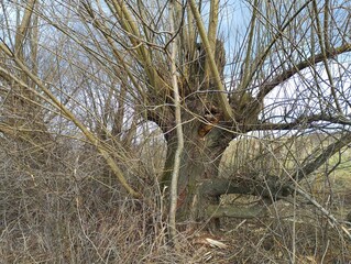 Beautiful old willow tree in a field in spring. Spring landscape with trees with a wide crown.