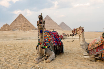 Camel Giza Piramids. close up of a camel's head at the pyramids near cairo, egypt. A camel...