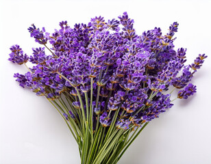 Fototapeta premium Bunch of lavander isolated on white background.