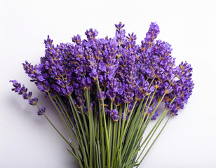 Fototapeta premium Bunch of lavander isolated on white background.