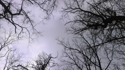 silhouette of a tree