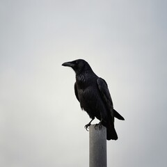 A crow perched on a lamppost, silhouetted sharply against a white background.

