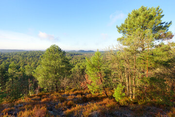Point of view from the Gros Sabons rock in  Fontainebleau forest