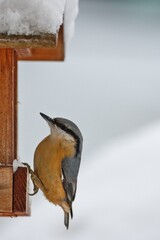 Nuthatch pearching in the bird feeder within winter time.