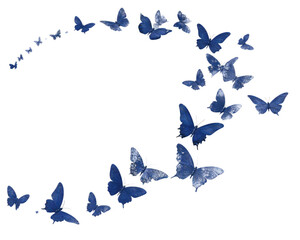 Obraz premium swirl of vibrant blue butterflies gracefully flutters through air, creating mesmerizing and delicate pattern. high detail their wings showcases intricate textures and shades of blue, evoking sense