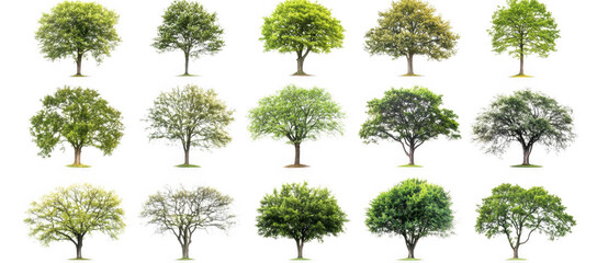 Fototapeta premium collection of diverse green trees isolated on transparency background, showcasing various shapes and foliage types. Ideal for design projects or educational purposes, highlighting nature beauty