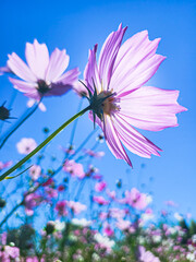 太陽に照らされたコスモス