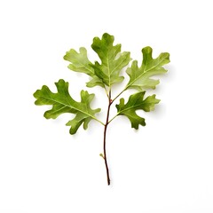 A beautiful green bush tree isolated on a white background