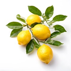 A beautiful green bush tree isolated on a white background