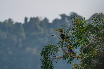 The bill and large hump are yellow. The face is black. The throat is white or yellowish-white. The body is black. The wings are black with a wide yellow stripe running down the middle of the wings.