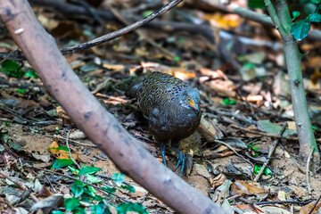 Grey Peacock Pheasant Yellow around the eyes, some are light red or pink. The body's fur is gray with densely distributed yellowish-white fine spots. The neck is white.	